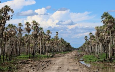 Senadores tratarían expropiación que permitirá que indígenas de Yakye Axa ingresen a sus tierras.