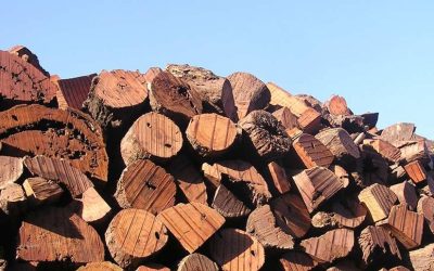 No tener miedo para denunciar delitos ambientales