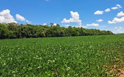 Sojeros disputan tierras indígenas