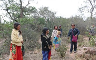 Ayoreos denuncian deforestación en propiedad nativa vendida por Quesnel