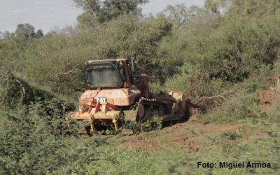 ¿Deforestar es desarrollo?