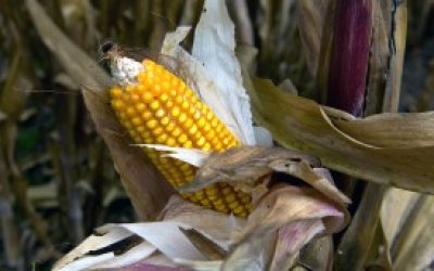 Los indígenas mexicanos que le ganaron una batalla al gigante Monsanto