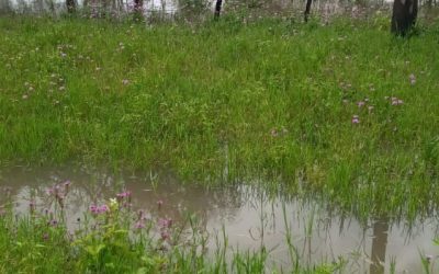 120 familias indígenas claman ayuda humanitaria por causa de inundación