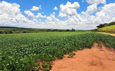 “Ko sojaty ore tapÿi kue”