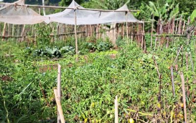 Acceso a agua potable, clamor indígena