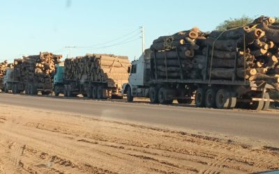 Chaco Paraguayo, deforestación masiva