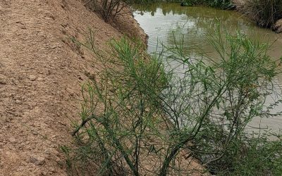 Indígenas reclaman canalización de caminos