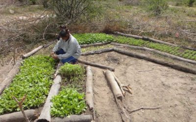 Sawhoyamaxa aprovecha los frutos de sus cosechas