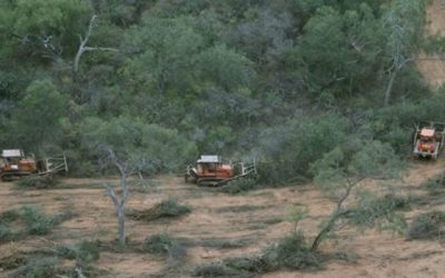 Deforestación sin consulta indígena