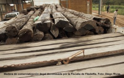 El llanto del palo santo