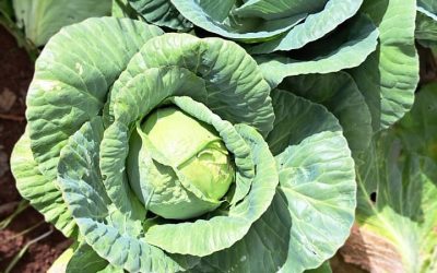 “Che ámba’apo huerta pe”